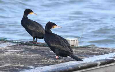 Zoals Josephine al aangaf  zit er dit jaar weer een geringde Aalscholver in de Voorhaven van Scheveningen die doorgaat als een Grote Aalscholver. Waarneming meldt hem als een GA, maar of het er inderdaad n is, is niet zeker. Invalshoek bij mijn opnames van deze Aalscholver zijn wel allemaal kleiner dan 65 gr.