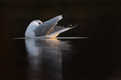 <i class='fa fa-user'></i> Vincent Vuik |   Kokmeeuw  <i class='fa fa-eye'> 320</i>  <i class='fa fa-thumbs-up'> 27</i>   <i class='fa fa-comment-o'> 21</i>