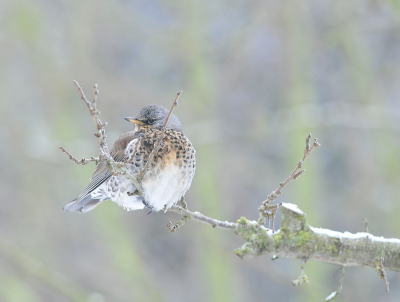 <i class='fa fa-user'></i> henkdikkers |   Kramsvogel  <i class='fa fa-eye'> 353</i>  <i class='fa fa-thumbs-up'> 25</i>   <i class='fa fa-comment-o'> 18</i>