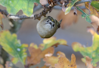 <i class='fa fa-user'></i> loek van de Leur |   Goudhaan  <i class='fa fa-eye'> 248</i>  <i class='fa fa-thumbs-up'> 2</i>   <i class='fa fa-comment-o'> 7</i>
