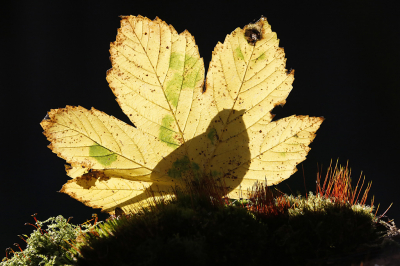 <i class='fa fa-user'></i> Krijn Dijkema |   Koolmees  <i class='fa fa-eye'> 347</i>  <i class='fa fa-thumbs-up'> 31</i>   <i class='fa fa-comment-o'> 20</i>