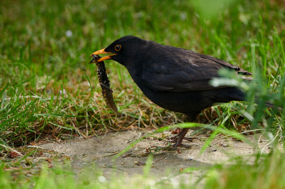 <i class='fa fa-user'></i> peter wijn |   Merel  <i class='fa fa-eye'> 279</i>  <i class='fa fa-thumbs-up'> 3</i>   <i class='fa fa-comment-o'> 19</i>