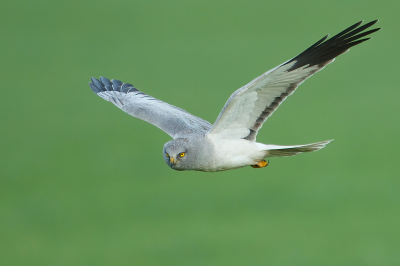 <i class='fa fa-user'></i> anevanrees |   Blauwe Kiekendief  <i class='fa fa-eye'> 339</i>  <i class='fa fa-thumbs-up'> 18</i>   <i class='fa fa-comment-o'> 12</i>