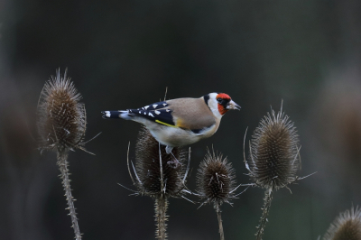 Na een wandeling langs een volkstuincomplex viel mijn oog op een putter tussen kaardenbollen. Zo zie je ze in korte tijd in verschillende settingen.
Prachtig vogeltje om te zien.