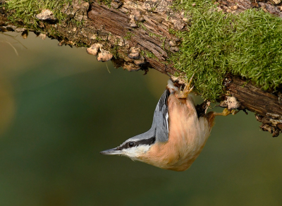 <i class='fa fa-user'></i> henkdikkers |   Boomklever  <i class='fa fa-eye'> 292</i>  <i class='fa fa-thumbs-up'> 19</i>   <i class='fa fa-comment-o'> 18</i>