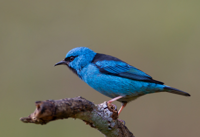 <i class='fa fa-user'></i> charlysax |   Blauwe Pitpit  <i class='fa fa-eye'> 230</i>  <i class='fa fa-thumbs-up'> 13</i>   <i class='fa fa-comment-o'> 5</i>