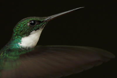 <i class='fa fa-user'></i> Martjan Lammertink |   Witkeelkolibrie  <i class='fa fa-eye'> 330</i>  <i class='fa fa-thumbs-up'> 24</i>   <i class='fa fa-comment-o'> 24</i>