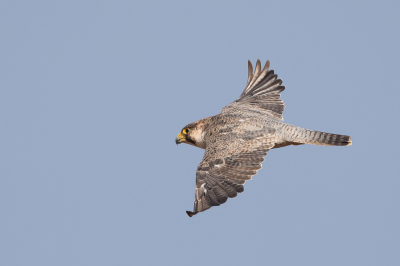 <i class='fa fa-user'></i> Paul van Giersbergen |   Barbarijse Valk  <i class='fa fa-eye'> 288</i>  <i class='fa fa-thumbs-up'> 8</i>   <i class='fa fa-comment-o'> 7</i>