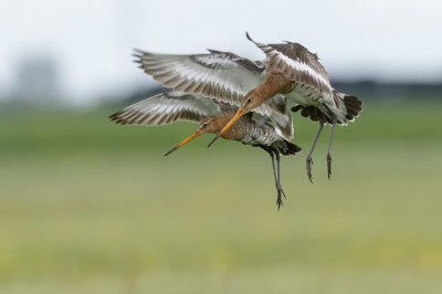 <i class='fa fa-user'></i> LubbertBoersma |   Grutto  <i class='fa fa-eye'> 357</i>  <i class='fa fa-thumbs-up'> 25</i>   <i class='fa fa-comment-o'> 12</i>