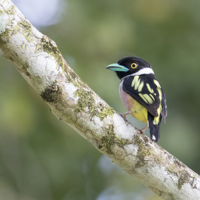 <i class='fa fa-user'></i> Lennart Verheuvel |   Zwart-gele Hapvogel  <i class='fa fa-eye'> 285</i>  <i class='fa fa-thumbs-up'> 17</i>   <i class='fa fa-comment-o'> 16</i>