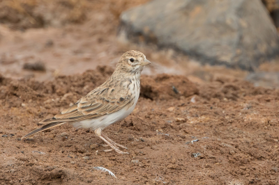 <i class='fa fa-user'></i> Paul van Giersbergen |   Kleine Kortteenleeuwerik  <i class='fa fa-eye'> 206</i>  <i class='fa fa-thumbs-up'> 1</i>   <i class='fa fa-comment-o'> 4</i>