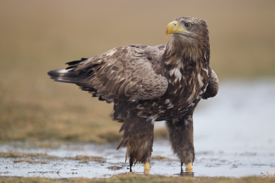 <i class='fa fa-user'></i> charlysax |   Zeearend  <i class='fa fa-eye'> 466</i>  <i class='fa fa-thumbs-up'> 28</i>   <i class='fa fa-comment-o'> 21</i>