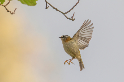 Vuurgoudhaan in vlucht. Gebruik gemaakt van de Canon 7D mark II en de Canon 100-400 Mark II
