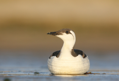 <i class='fa fa-user'></i> Henk Wiebe van der Meulen |   Zeekoet  <i class='fa fa-eye'> 389</i>  <i class='fa fa-thumbs-up'> 27</i>   <i class='fa fa-comment-o'> 13</i>