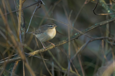 <i class='fa fa-user'></i> Willem Verhagen |   Bruine Boszanger  <i class='fa fa-eye'> 255</i>  <i class='fa fa-thumbs-up'> 1</i>   <i class='fa fa-comment-o'> 4</i>