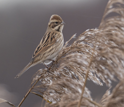 <i class='fa fa-user'></i> Fred |   Rietgors  <i class='fa fa-eye'> 192</i>  <i class='fa fa-thumbs-up'> 7</i>   <i class='fa fa-comment-o'> 5</i>