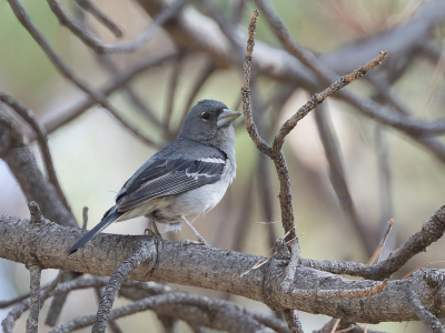 <i class='fa fa-user'></i> Paul van Giersbergen |   Gran-Canarische Blauwe Vink  <i class='fa fa-eye'> 135</i>   <i class='fa fa-comment-o'> 0</i>