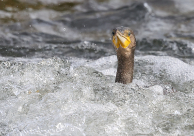 <i class='fa fa-user'></i> loek van de Leur |   Aalscholver  <i class='fa fa-eye'> 292</i>  <i class='fa fa-thumbs-up'> 20</i>   <i class='fa fa-comment-o'> 13</i>