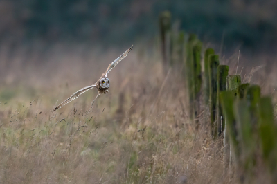 <i class='fa fa-user'></i> pjvantuil |   Velduil  <i class='fa fa-eye'> 397</i>  <i class='fa fa-thumbs-up'> 27</i>   <i class='fa fa-comment-o'> 15</i>