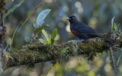 <i class='fa fa-user'></i> Lennart Verheuvel |   Maleise Bloedwielewaal  <i class='fa fa-eye'> 179</i>  <i class='fa fa-thumbs-up'> 4</i>   <i class='fa fa-comment-o'> 6</i>