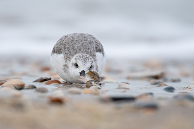 <i class='fa fa-user'></i> Wil Doorn-Meijne |   Drieteenstrandloper  <i class='fa fa-eye'> 331</i>  <i class='fa fa-thumbs-up'> 18</i>   <i class='fa fa-comment-o'> 19</i>