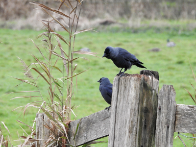 Het struikje bij de kauwen vond ik decoratief staan bij het zwart van de vogels.