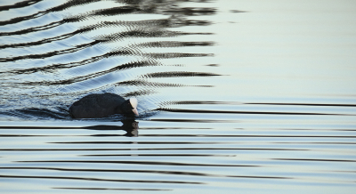 <i class='fa fa-user'></i> josephine |   Meerkoet  <i class='fa fa-eye'> 197</i>  <i class='fa fa-thumbs-up'> 9</i>   <i class='fa fa-comment-o'> 13</i>