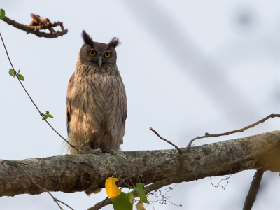 <i class='fa fa-user'></i> Paul van Giersbergen |   Coromandeloehoe  <i class='fa fa-eye'> 186</i>  <i class='fa fa-thumbs-up'> 2</i>   <i class='fa fa-comment-o'> 2</i>