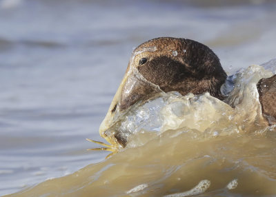 <i class='fa fa-user'></i> Ben Reitsma |   Eider  <i class='fa fa-eye'> 322</i>  <i class='fa fa-thumbs-up'> 14</i>   <i class='fa fa-comment-o'> 15</i>