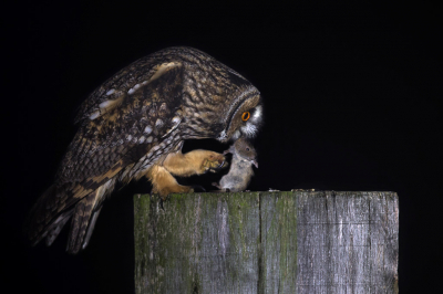 <i class='fa fa-user'></i> Rijn Bcude |   Ransuil  <i class='fa fa-eye'> 487</i>  <i class='fa fa-thumbs-up'> 40</i>   <i class='fa fa-comment-o'> 26</i>