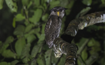 <i class='fa fa-user'></i> Lennart Verheuvel |   Maleise Oehoe  <i class='fa fa-eye'> 199</i>  <i class='fa fa-thumbs-up'> 5</i>   <i class='fa fa-comment-o'> 4</i>