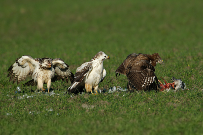 <i class='fa fa-user'></i> anevanrees |   Buizerd  <i class='fa fa-eye'> 364</i>  <i class='fa fa-thumbs-up'> 16</i>   <i class='fa fa-comment-o'> 12</i>