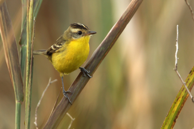 <i class='fa fa-user'></i> Martjan Lammertink |   Kuifdoradito  <i class='fa fa-eye'> 161</i>  <i class='fa fa-thumbs-up'> 7</i>   <i class='fa fa-comment-o'> 3</i>