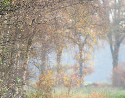 <i class='fa fa-user'></i> corvanspijk |   IJsvogel  <i class='fa fa-eye'> 464</i>  <i class='fa fa-thumbs-up'> 24</i>   <i class='fa fa-comment-o'> 13</i>