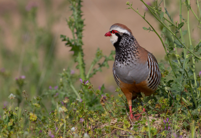 <i class='fa fa-user'></i> charlysax |   Rode Patrijs  <i class='fa fa-eye'> 323</i>  <i class='fa fa-thumbs-up'> 19</i>   <i class='fa fa-comment-o'> 10</i>