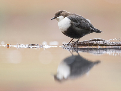 <i class='fa fa-user'></i> cornekoopmans |   Waterspreeuw  <i class='fa fa-eye'> 408</i>  <i class='fa fa-thumbs-up'> 32</i>   <i class='fa fa-comment-o'> 18</i>