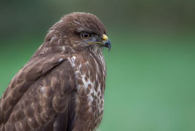 Ondanks het matige weer toch even met de auto op pad geweest. Doel was om Buizerds te gaan fotograferen en proberen zo dichtbij mogelijk te komen. Dat is bij deze aardig gelukt.