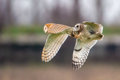 <i class='fa fa-user'></i> pjvantuil |   Kerkuil  <i class='fa fa-eye'> 662</i>  <i class='fa fa-thumbs-up'> 29</i>   <i class='fa fa-comment-o'> 24</i>