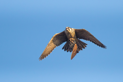 <i class='fa fa-user'></i> Van de Velde Frank |   Slechtvalk  <i class='fa fa-eye'> 475</i>  <i class='fa fa-thumbs-up'> 17</i>   <i class='fa fa-comment-o'> 11</i>