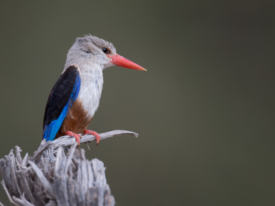 <i class='fa fa-user'></i> Paul van Giersbergen |   Grijskopijsvogel  <i class='fa fa-eye'> 247</i>  <i class='fa fa-thumbs-up'> 16</i>   <i class='fa fa-comment-o'> 8</i>