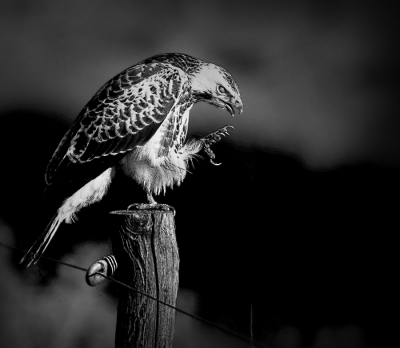 Inhakend op de foto van Josefine's Zwarte Kraai met het knipvlies: ik zei toen dat ik een foto van een Buizerd had met ook zijn knipvlies dichtgetrokken en dat ik hem wel een keer zou laten zien. Welnu, bij deze. Heb de foto zodanig bewerkt dat er een heel creapy sfeertje uit naar voren zou komen. Het is zo een beetje "De poortwachter van de hel" geworden, en dat was ook helemaal mijn bedoeling.