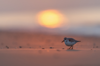 <i class='fa fa-user'></i> Hans Overduin |   Drieteenstrandloper  <i class='fa fa-eye'> 473</i>  <i class='fa fa-thumbs-up'> 35</i>   <i class='fa fa-comment-o'> 22</i>