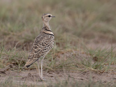 <i class='fa fa-user'></i> Paul van Giersbergen |   Dubbelbandrenvogel  <i class='fa fa-eye'> 230</i>  <i class='fa fa-thumbs-up'> 7</i>   <i class='fa fa-comment-o'> 9</i>