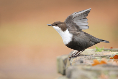 Er zit nu al enkele weken een Waterspreeuw in Arnhem. De vogel is echter zeer mobiel en lijkt elke dag een andere plek uit te kiezen. Soms zit de vogel bij de stroompjes/watervallen van Sonsbeek (Noordwest), soms bij Angerenstein (Centraal) en soms helemaal in Rozendael park (Noordoost). Kortom een grote actieradius. Ik moest gisteren in de buurt zijn en op de terugweg maar een poging gedaan. De vogel was nog niet gemeld dus begonnen in het Sonsbeek. Na een half uurtje zoeken trok ik de conclusie dat de vogel daar in ieder geval niet zat. Door naar Angerenstein, waar ik de vogel vrij snel zag zitten. Er was verder niemand, enkel 2 bladblazers die de vogel even een stukje deden opvliegen, maar al gauw kwam de vogel terug. De vogel zat op een oud bruggetje, een beetje te zingen en te poetsen. Het was super grijs, dus de iso's moesten flink omhoog... Na het poetsen werd er nog even gerekt en gestrekt, bij toeval zat er een scherpe foto tussen. Blijft een fantastische soort!