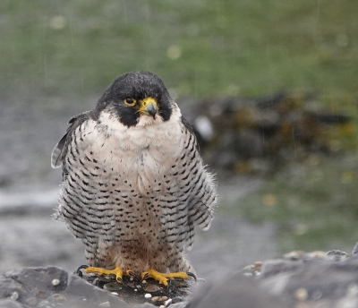 <i class='fa fa-user'></i> ko katsman |   Slechtvalk  <i class='fa fa-eye'> 432</i>  <i class='fa fa-thumbs-up'> 10</i>   <i class='fa fa-comment-o'> 11</i>