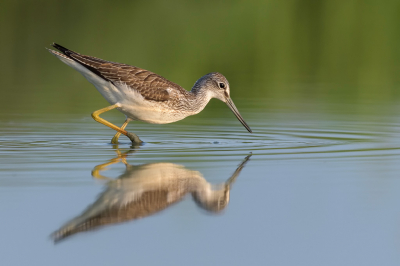 <i class='fa fa-user'></i> LubbertBoersma |   Groenpootruiter  <i class='fa fa-eye'> 331</i>  <i class='fa fa-thumbs-up'> 22</i>   <i class='fa fa-comment-o'> 12</i>