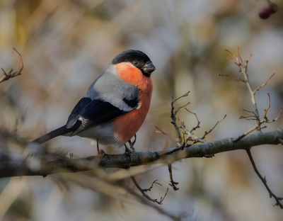 <i class='fa fa-user'></i> Hillebrand Keun |   Goudvink  <i class='fa fa-eye'> 284</i>  <i class='fa fa-thumbs-up'> 9</i>   <i class='fa fa-comment-o'> 6</i>