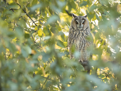 <i class='fa fa-user'></i> cornekoopmans |   Ransuil  <i class='fa fa-eye'> 314</i>  <i class='fa fa-thumbs-up'> 9</i>   <i class='fa fa-comment-o'> 9</i>