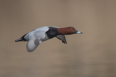 <i class='fa fa-user'></i> steppeke |   Tafeleend  <i class='fa fa-eye'> 369</i>  <i class='fa fa-thumbs-up'> 15</i>   <i class='fa fa-comment-o'> 12</i>