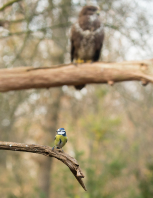 <i class='fa fa-user'></i> Martijn Schot |   Pimpelmees  <i class='fa fa-eye'> 338</i>  <i class='fa fa-thumbs-up'> 7</i>   <i class='fa fa-comment-o'> 8</i>